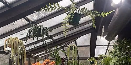 Botanica Book Club