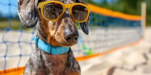 Volleypaws 2026 - Fido's Companion