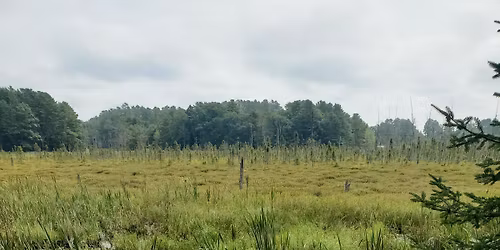 Yoga Nidra: Bog + Beach Rose Journey