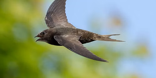 All about Swifts talk 