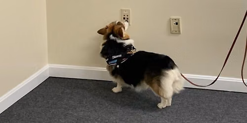 **FULL**  AKC Master and Detective Skill building class