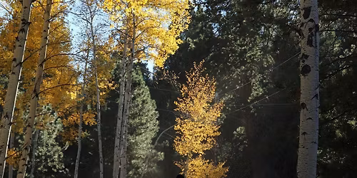 Women\u2019s Retreat with Horses: Whispers of the Herd (Colorado)