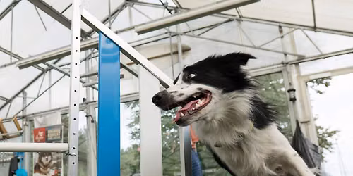 Agility Basic \ud83d\udc36 m\/ Monica: 18. august
