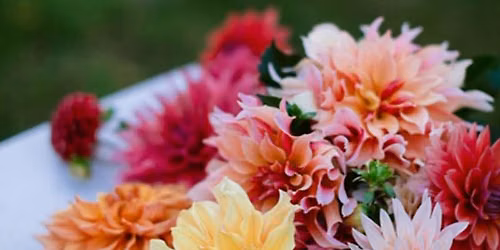 Dividing Dahlia Tubers