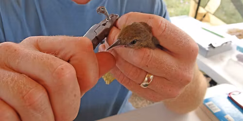 "Birds and Bites" Drop-In Bird Banding Observation