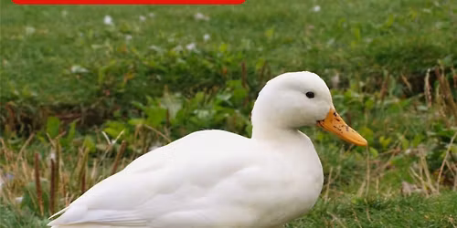 Andespil og Folkek\u00f8kken