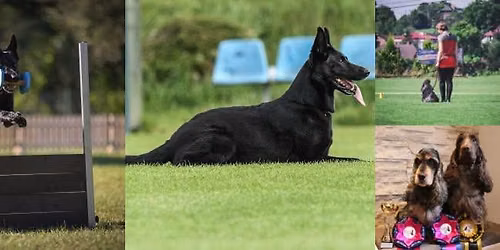 Wakacyjny kurs podstaw Obedience lipiec 2026
