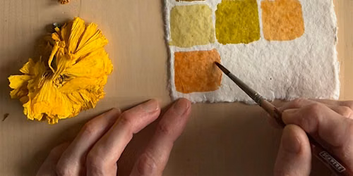 Creating natural ink with homegrown flowers and local plants