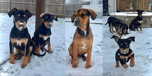 Petsmart Florence Adoption Event
