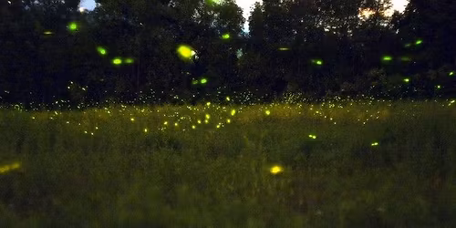 Fathers & Fireflies 2026