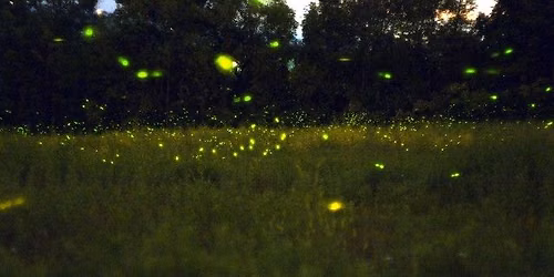 Fathers & Fireflies 2026