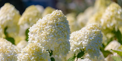 Understanding Hydrangeas: Species, Care & Cultivars
