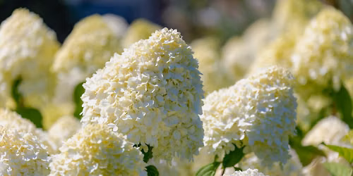 Understanding Hydrangeas: Species, Care & Cultivars