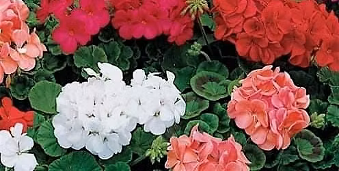 Mystical New Moon Geranium DIY Workshop & Journey 5\/16\/26