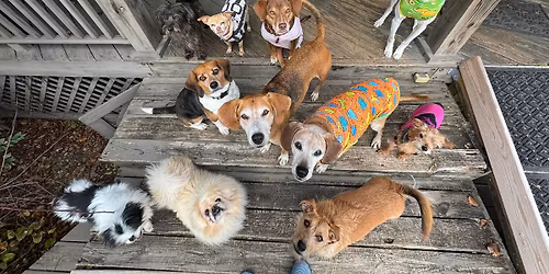 Yard Sale for Safe Harbor Animal Sanctuary