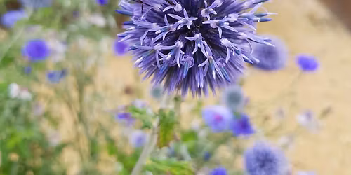 Intro to Forest Gardening 