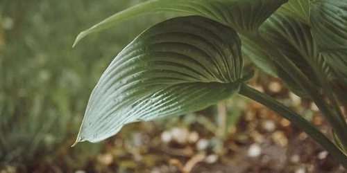 Plant Anatomy for Everyday Gardeners