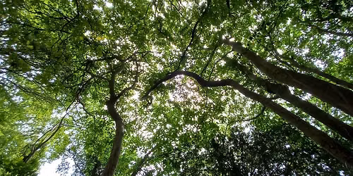 Forest Bathing at Combe Hill Wood