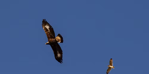 Mission Valley for Short-eared Owls