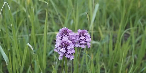 Trevor Tween Memorial Guided Walk - The Orchids of Bradgers Hill