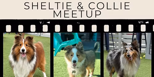 Sheltie & Collie Meetup