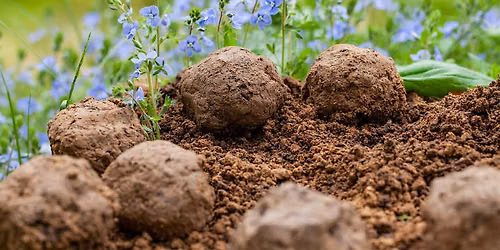 Seed Ball Workshop at Division