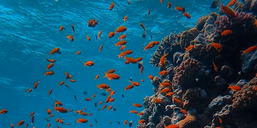 Science Pub: Beyond the Titanic Disaster: Death and Renewal of Life in the Deep Ocean
