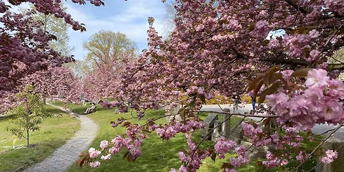 Buds and Blossoms: A Spring Walk at Green-Wood
