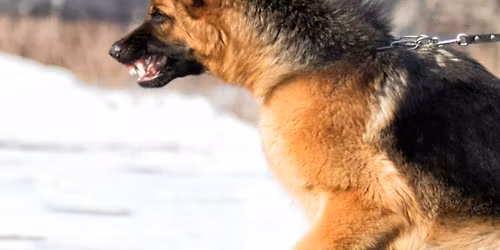 High Noon - von Leinenp\u00f6blern. - mit Normen Mrozinski