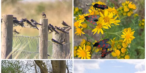 Scothern Wildlife Walk