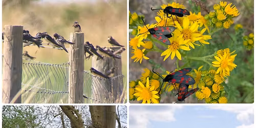 Scothern Wildlife Walk 