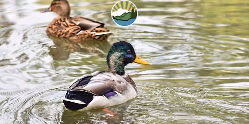 Birding Walk