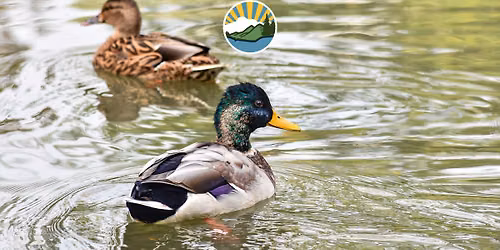 Birding Walk