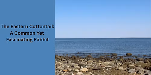 The Eastern Cottontail: A Common Yet  Fascinating Rabbit
