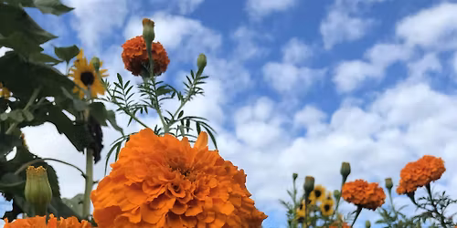 Starting a Natural Dye Garden