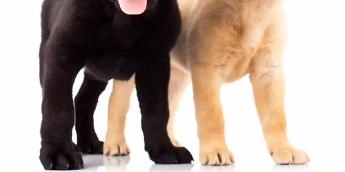 Little Learners Puppy Course