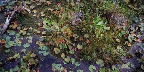 Naturalist 101 Lecture: Not So Isolated: Water Movement in the Okefenokee Swamp