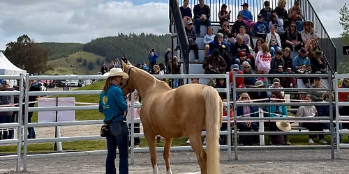 Tauranga: Positive reinforcement training with your horse