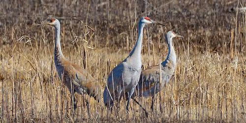 The Sandhill Crane Experience