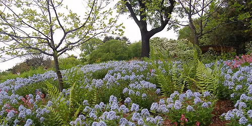 NATIVE PLANT FEST at Second Chance Plants TIMONIUM, MD