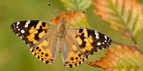 Wellbeing hub - Free lunch and talk