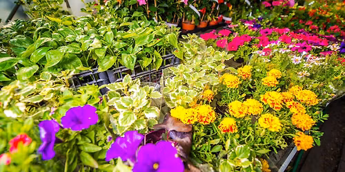 BIG Plant Sale