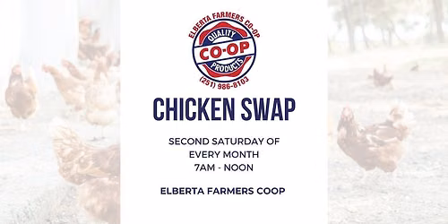 Chicken Swap 