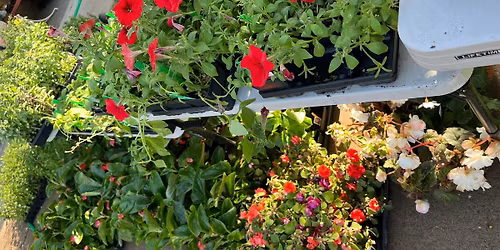 Champlin Garden Club Annual Plant Sale