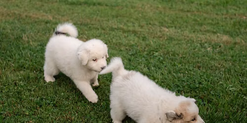 Puppy Yoga