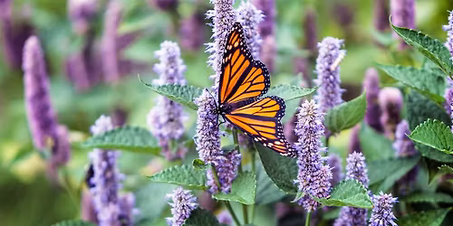 Healthy 55: Annuals and Perennials Flowers- The Benefits of Each for 55+