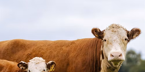 Summer Friday: Tennessee Beef