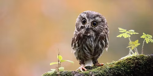 Bird Walk & Presentation on the mysteries of Owls