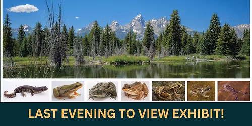 Exhibit Talk and Tour: Amphibian and Wetlands of the Greater Yellowstone Ecosystem