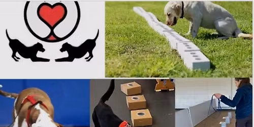 Nose work games Competitions levels 2